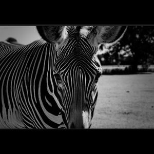 Any size photo framed